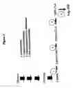 Fig. 03 - 3-hydroxypropionic acid and other organic compounds