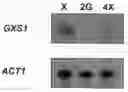 Fig. 01 - EXPRESSION OF AN ACTIVE CARRIER FROM XYLOSE IN GENETICALLY MODIFIED SACCHAROMYCES CEREVISAE