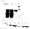 Fig. 02 - Polypeptide Having Affinity for Envelope Virus Constituent and Use Thereof in Transferring Substance Into Cell