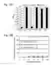 Fig. 14 - Methods and composition for the production of orthogonal tRNA-aminoacyl tRNA synthetase pairs