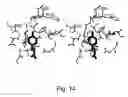 Fig. 16 - Methods and composition for the production of orthogonal tRNA-aminoacyl tRNA synthetase pairs