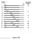 Fig. 20 - Methods and composition for the production of orthogonal tRNA-aminoacyl tRNA synthetase pairs