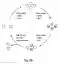 Fig. 31 - Methods and composition for the production of orthogonal tRNA-aminoacyl tRNA synthetase pairs
