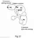 Fig. 32 - Methods and composition for the production of orthogonal tRNA-aminoacyl tRNA synthetase pairs