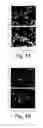 Fig. 02 - Multipotent stem cells from peripheral tissues and uses thereof