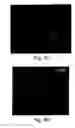 Fig. 09 - Multipotent stem cells from peripheral tissues and uses thereof