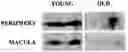 Fig. 01 - HEMOGLOBIN-BASED METHODS FOR PROPHYLAXIS, DIAGNOSIS AND/OR TREATMENT OF RETINAL DISORDERS