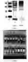 Fig. 08 - HEMOGLOBIN-BASED METHODS FOR PROPHYLAXIS, DIAGNOSIS AND/OR TREATMENT OF RETINAL DISORDERS
