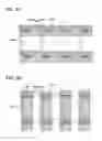 Fig. 06 - Manufacturing method of semiconductor device and manufacturing apparatus of the same