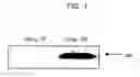 Fig. 02 - METHODS FOR INDUCING COMPLETE APOPTOSIS OF LIVER CELLS EXPRESSING HBCHI PROTEIN AND SCREENING FOR SUBSTANCES OR GENES THAT INHIBIT THE APOPTOSIS