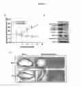 Fig. 07 - Reagents and Methods for Modulating Gene Expression Related to Hypertension