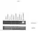 Fig. 09 - Methods and compositions for delivery of pharmaceutical agents