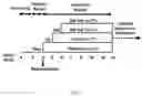 Fig. 02 - THERAPY FOR COMPLICATIONS OF DIABETES
