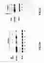 Fig. 06 - Methods for identifying and using IKK inhibitors