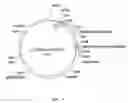 Fig. 02 - Method for preparing solid materials comprising immobilized proteorhodopsin