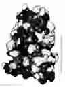 Fig. 35 - RECOMBINANT PROTEIN VARIANTS