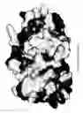 Fig. 40 - RECOMBINANT PROTEIN VARIANTS