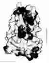 Fig. 41 - RECOMBINANT PROTEIN VARIANTS