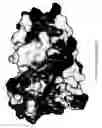 Fig. 43 - RECOMBINANT PROTEIN VARIANTS