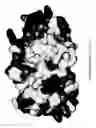 Fig. 44 - RECOMBINANT PROTEIN VARIANTS