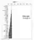 Fig. 04 - Compositions for detecting and treating diseases and conditions related to chemokine receptors