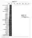 Fig. 07 - Compositions for detecting and treating diseases and conditions related to chemokine receptors