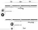 Fig. 01 - Primers for exons of variants of RHCE and RHD genes