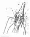 Fig. 06 - Device to open and close a bodily wall