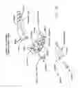 Fig. 41 - Method and apparatus for performing an open wedge, high tibial osteotomy