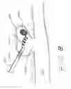 Fig. 08 - Embolization coil delivery systems and methods