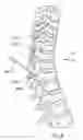 Fig. 08 - Methods for treating the thoracic region of a patient's body