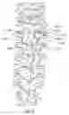 Fig. 13 - Methods for treating the thoracic region of a patient's body