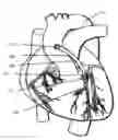 Fig. 01 - Methods and Devices for Coupling a Device Insertable within a Mammalian Body