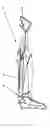 Fig. 01 - Upright vacuum cleaner