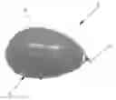 Fig. 01 - Ezel Bezel