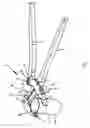 Fig. 02 - HAND OPERATED GRIPPING TOOL