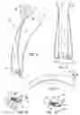 Fig. 04 - AVOCADO CUTTING AND SPLITTING DEVICE