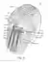 Fig. 06 - HAIR EXTENSION DEVICES AND METHODS