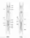 Fig. 22 - Downhole Tool