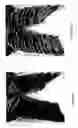 Fig. 06 - OBJECT SEGMENTATION IN IMAGES