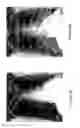 Fig. 07 - OBJECT SEGMENTATION IN IMAGES