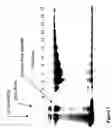 Fig. 02 - Vegetarian Protein A Preparation and Methods Thereof