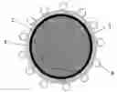 Fig. 01 - Pharmaceutical preparation