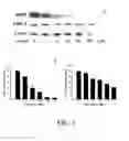 Fig. 02 - Sulfur-containing compound, method of preparation and pharmaceutical uses thereof