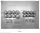 Fig. 02 - TOMATO LINE CHD 15-2062