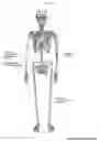 Fig. 02 - Bio-bones prosthetic system for tissue donor cadavers