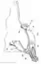 Fig. 02 - Multiple rowel spur