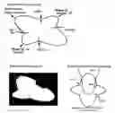 Fig. 01 - Adhesive patch with unique shape for the heel of the foot