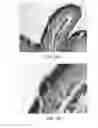 Fig. 09 - Methods and reagents for the enhancement of virus transduction in the bladder epithelium