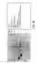 Fig. 48 - and HAC1 nucleic acids
